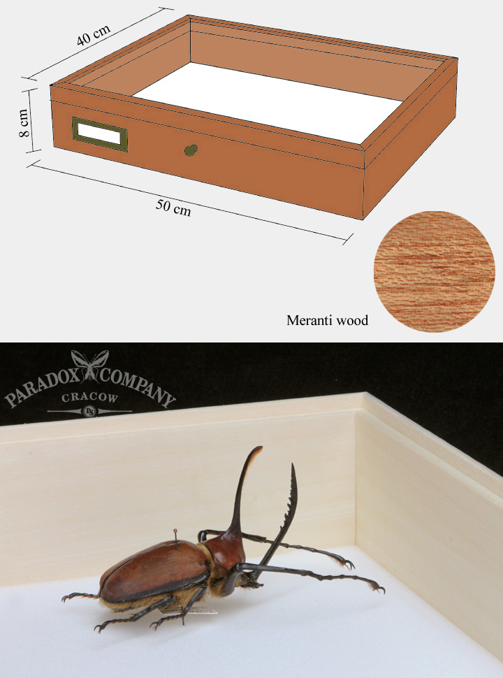 Meranthi wood drawer - 40 x 50 x 8 cm, with plastazote foam and brass fittings